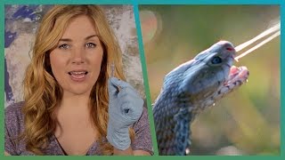 EXPERIMENT How Snake Venom Kills You  BBC Earth Explore [upl. by Ailiec]