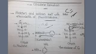 osazone formation  Faculty of Agriculture Ain Shams [upl. by Ferneau865]