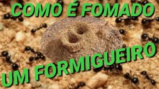 Como é formado um formigueiro [upl. by Aimahs579]