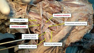 Posterior triangle of neck [upl. by Suelo]