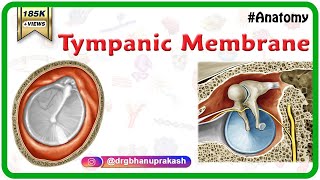 Tympanic Membrane Anatomy  Head and neck Anatomy medical animations  USMLE Step 1 [upl. by Airdua]