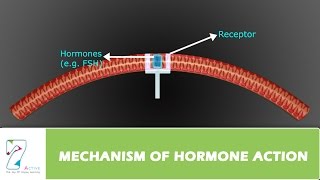 MECHANISM OF HORMONE ACTION [upl. by Eltrym]