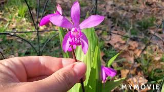 Bletilla Striata Showcase and Tips For Growing [upl. by Magda560]