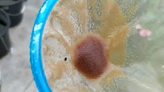 How to culture daphnia moina in a small container Part 1 English Subtitle [upl. by Zina]