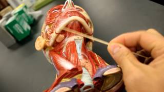 MUSCULAR SYSTEM ANATOMYMuscles of the neck model description [upl. by Ainak]