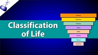 Classification of Life [upl. by Myca643]