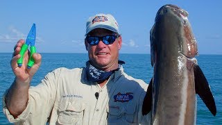 Monster Cobia Fishing in the Gulf off Chokoloskee Everglades Florida [upl. by Aihsetel655]