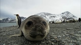 Friendliest seals ever  Antarctica Ep2 [upl. by Ticknor383]