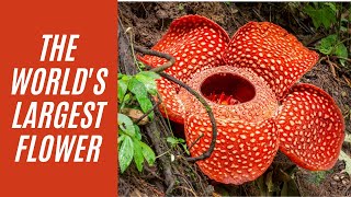 Biggest Flower in the World Rafflesia [upl. by Ennagem448]