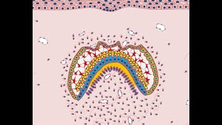 Development of face amp oral cavity Part 1  BASICS [upl. by Gupta]