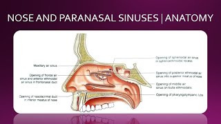 NOSE AND PARANASAL SINUSES  ANATOMY  SIMPLIFIED [upl. by Brenner]