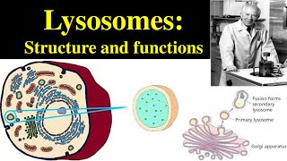 Lysosomes  Structure and Functions of lysosomes  Polymorphism in lysosomes  Primary lysosomes [upl. by Nyasuh471]