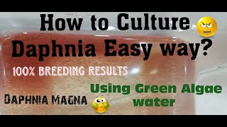 Daphnia MagnaHow to Culture Daphnia Easy wayCulturing Daphnia using Green water Daphnia [upl. by Rhianon]