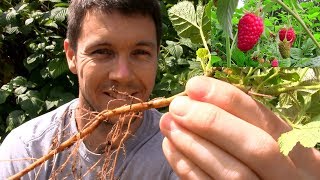 How to Propagate and Multiply Raspberry Plants [upl. by Itsa]