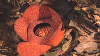 Rafflesia flower opening [upl. by Archangel550]