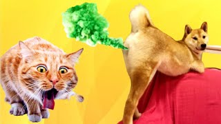 As Melhores Reações a Peidos ⭐de Cães e Gatos Muito Engraçados [upl. by Liba]