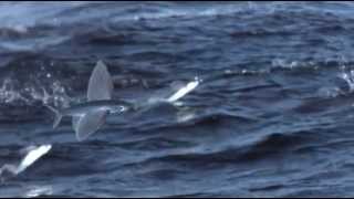 Exocet le poisson volant Flying Fish [upl. by Tekla638]