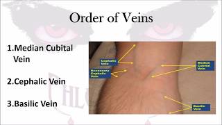 Phlebotomy The Order of Veins [upl. by Ert678]