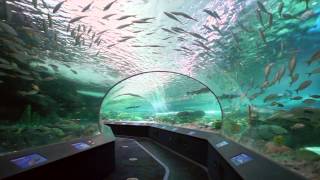 Ripleys Aquarium of Canada [upl. by Ahsemrac997]