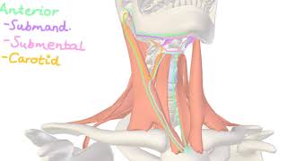 Neck Anatomy  Anterior Triangle Posterior Triangle [upl. by Benny164]