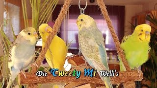 Wellensittich zwitschern  unsere Wellis  Folge 1 [upl. by Maje]