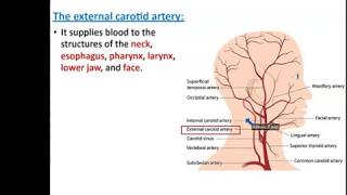 Arteries of the Head and Neck  Dr Ahmed Farid [upl. by Eatnom]