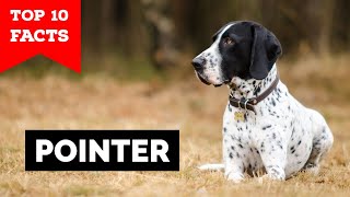 Pointer Dog  Top 10 Facts [upl. by Viviene681]