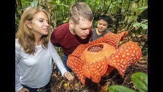 Best time to view Rafflesia in full bloom [upl. by Ailiec]