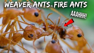 Ant War Weaver Ants vs Fire Ants [upl. by Brothers632]