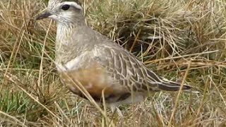 Eurasian Dotterel Charadrius morinellus calling [upl. by Yekcim162]