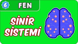 Sinir Sistemi  6 Sınıf Fen evokul Kampı [upl. by Perce]