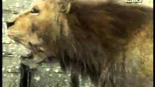 Lion vs Tiger animal face off YouTube [upl. by Tung]