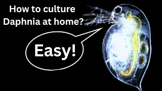 BEST Live Fish Food Beginner guide How to Culture Daphnia at home [upl. by Eclud]