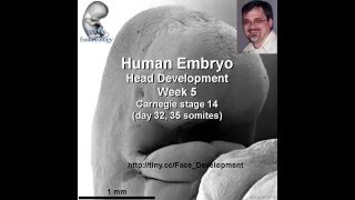 1 Min Embryo Face and palate [upl. by Orvie296]