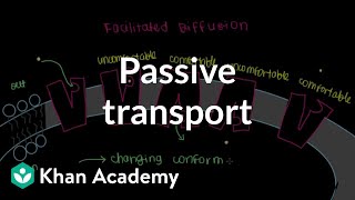 Passive Transport by Facilitated Diffusion  Cells  MCAT  Khan Academy [upl. by Akemet]