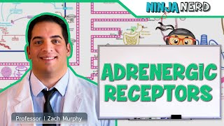 Neurology  Adrenergic Receptors [upl. by Adkins]