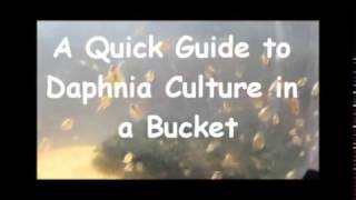 How to culture daphnia outside [upl. by Shields]