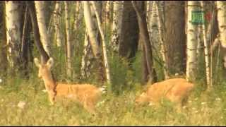 Jagd auf Sibirische Rehböcke in Kurgan [upl. by Enitsirc]