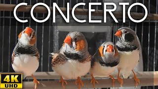 Zebra Finch  Four Great Composers 🌞 Sun Concert Singing [upl. by Anidualc]