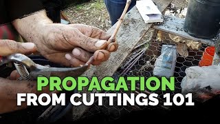 Propagating From Cuttings 101 [upl. by Yawnoc236]