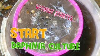 How to culture daphnia moina the easy way 1  Starting the Daphnia culture [upl. by Oramlub]