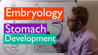 Stomach development  Embryology [upl. by Yoral831]