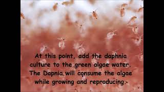 Daphnia  How to grow daphnia in your home [upl. by Asteria466]