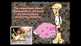 Osteoclasts  Everything You Need To Know  Dr Nabil Ebraheim [upl. by Os]