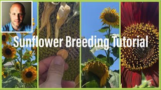 Sunflower Selective Breeding and Pollination Tutorial [upl. by Eardna410]