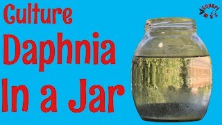 How to Culture Daphnia in a Jar [upl. by Marabelle]