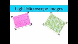 Comparing Microscopes [upl. by Alcot]