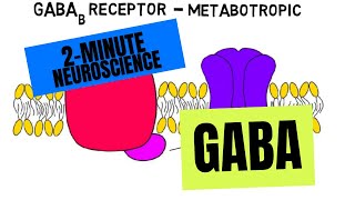 2Minute Neuroscience GABA [upl. by Bergmann]