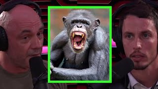 Joe Rogan Talks About Chimp Attacks [upl. by Oicnecserc657]