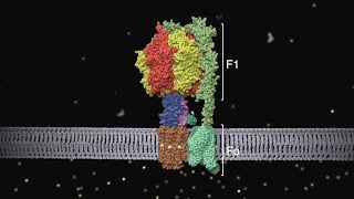 ATP synthase Structure and Function [upl. by Landel2]